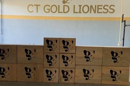 CT Gold Lioness